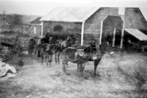 Hauling wood with mule team